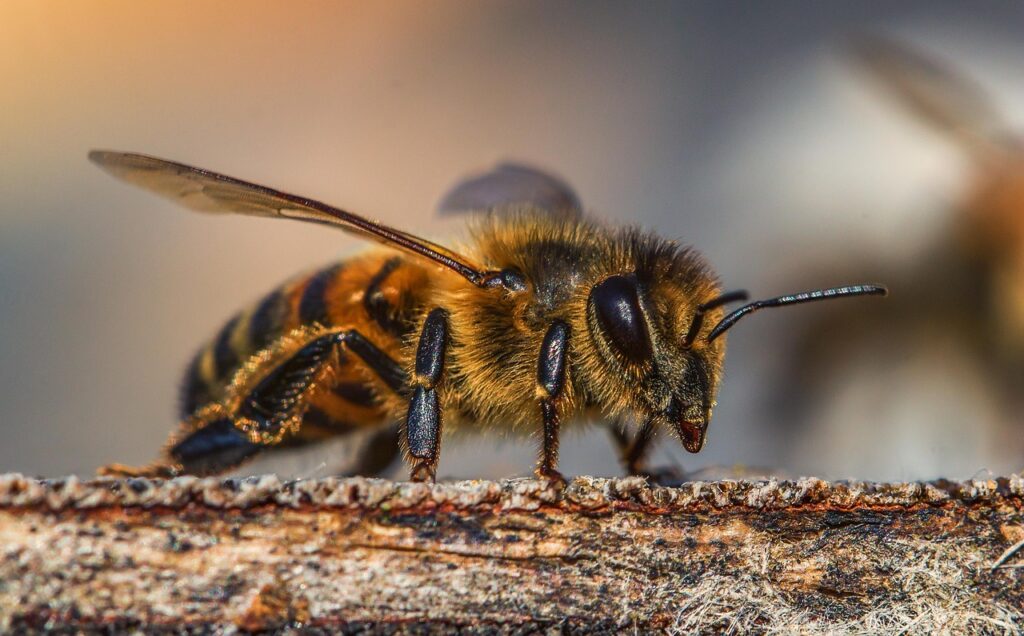 Tuin bijenparadijs
