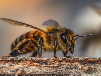 Tuin bijenparadijs