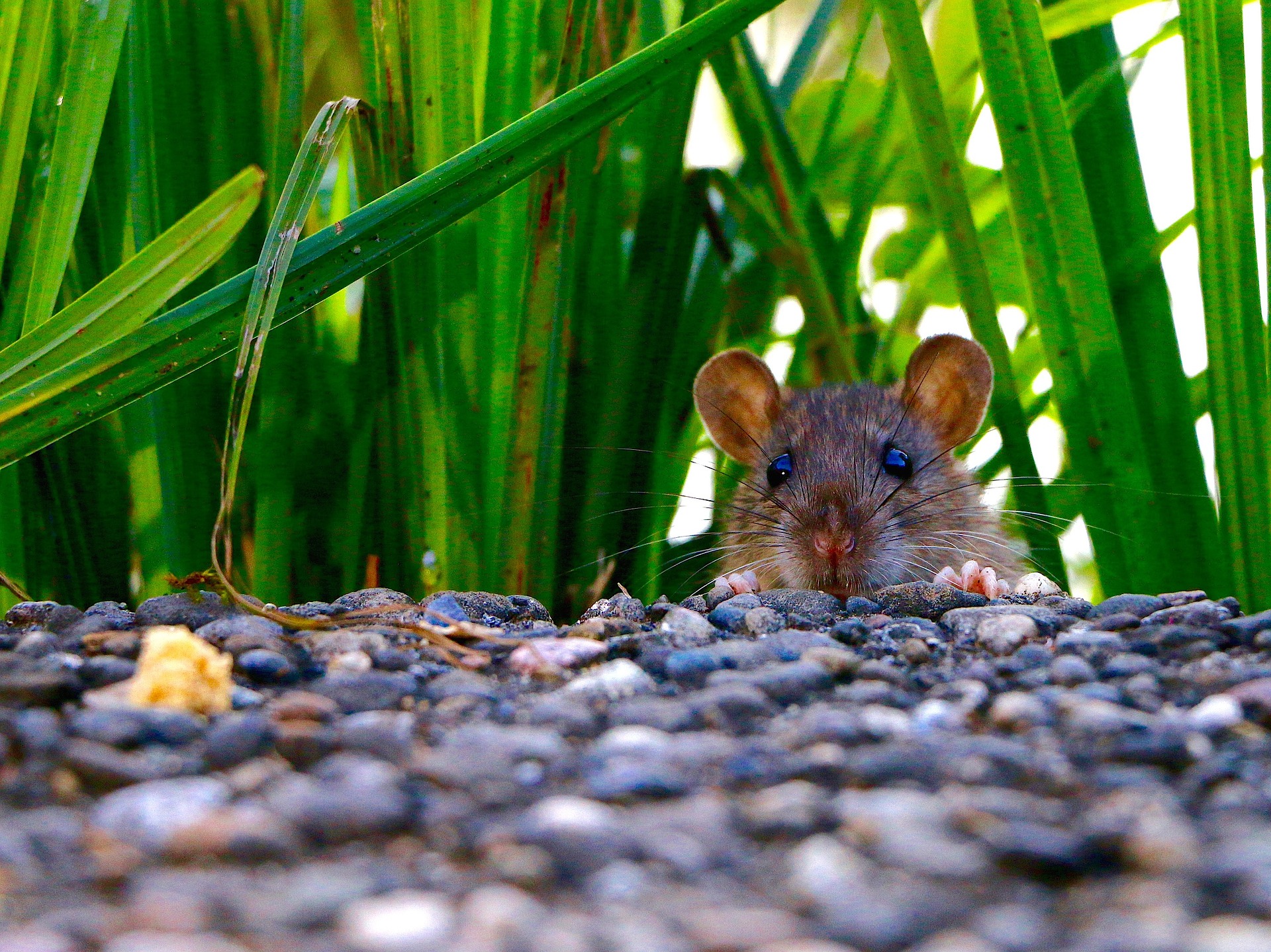 Ratten in de tuin